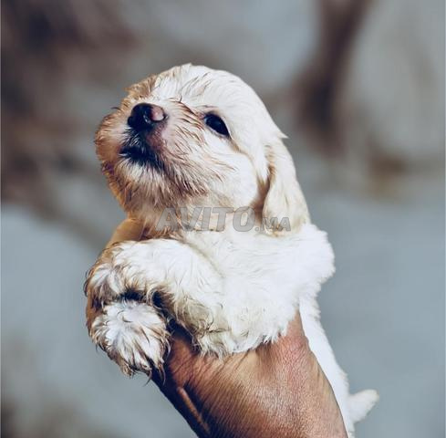 جرو بيشون مالطي قزم