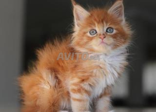 Chatons Maine Coon de race pure