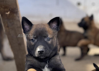 Chiots Malinois Pure race