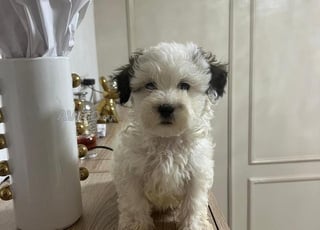 Bichon Havanais
