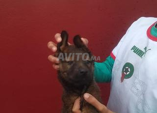 Chiots malinois charbonnier