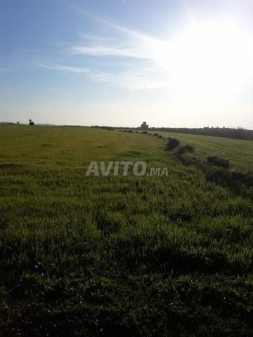 أرض فلاحية بمساحة 18127 مترًا مربعًا على طريق سيدي بطاش