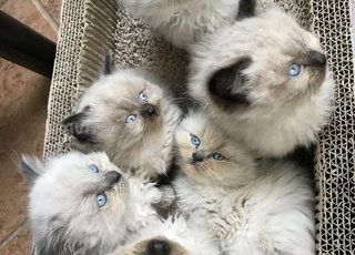 Jolis chatons Ragdoll