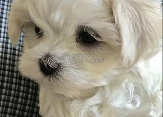 mignons bichons toy les vrais nains