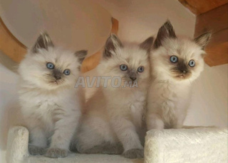 chatons himalayens 2mois