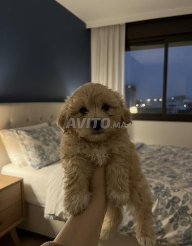 كلاب صغيرة Bichon Havanais للبيع