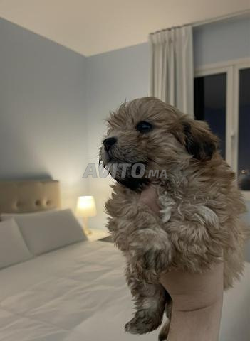 Des chiots bichon havanais à vendre - 2