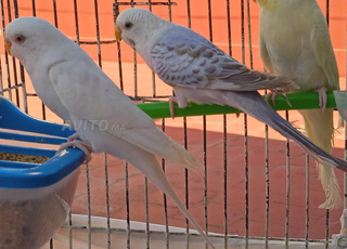 سلا - القرية