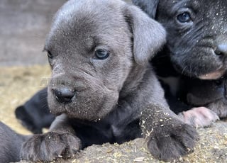 canecorsso
