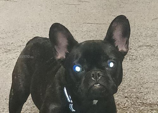 Chien bouledogue français