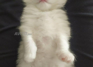 Chatte angora pure race, 1 mois et 1 semaine