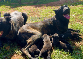 كلب الراعي الهولندي أصيل شهر واحد و 15 يومًا