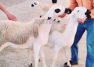 كينا 30 حولية صردية مليحة