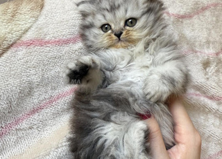 Himalayen persians
