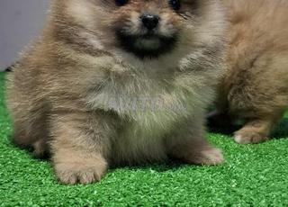 Spitz pomeranian
