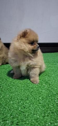 Spitz pomeranian