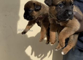 Chiot Berger Allemand Lignée Travail