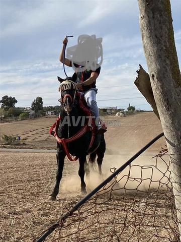 حصان عربي بربري