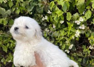 بيشون مالطي