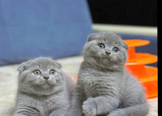 3 mois vaccinés Fold Scotich