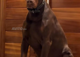 جراء دوبرمان ذكر