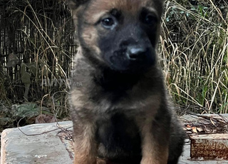 Chiots malinois