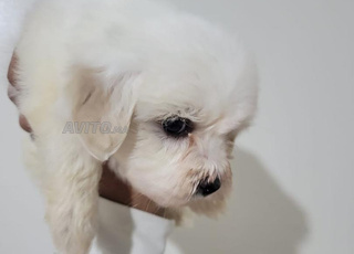 بيشون مالطي