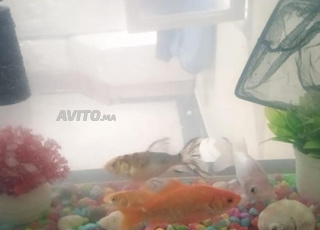 سلا رباط حي رحمة