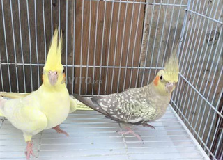 Vente de tous types d'oiseaux