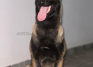 كلب مالينو ذكر مُلقّح من مواليد 10 فبراير 2025