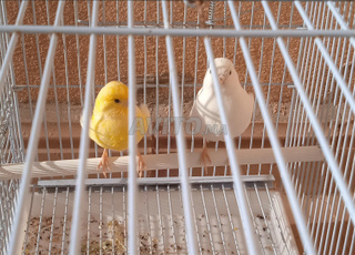 Couple canari Fife fancy extra et deux Kijan Separi