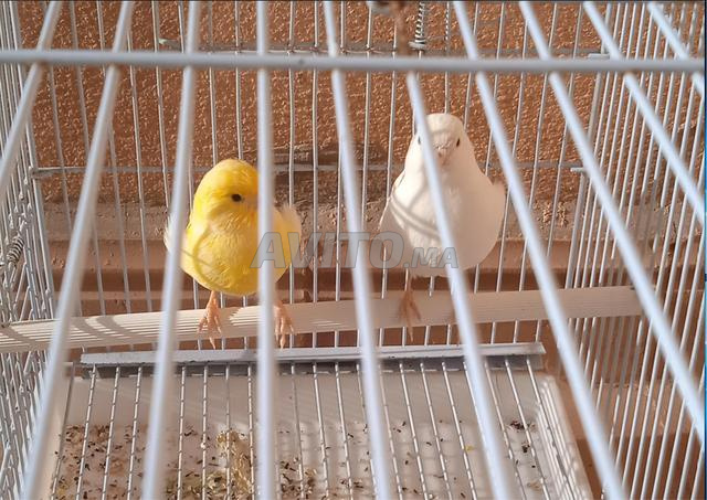 زوج كناري فيفي فاخر ممتاز و جوج كيان سيپاري