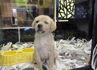 جرو لابرادور