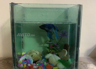 Poisson bleu avec nourriture