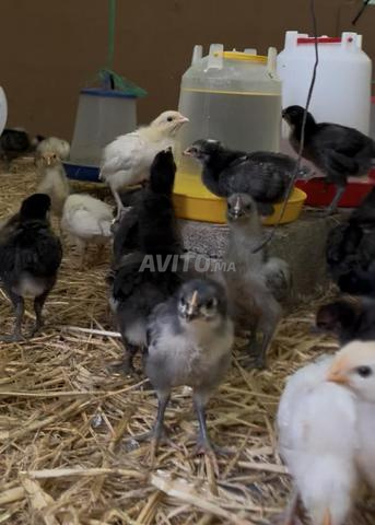 فلوس خليط السلالات جيل أول كتاكيت خليط سلالة حرة