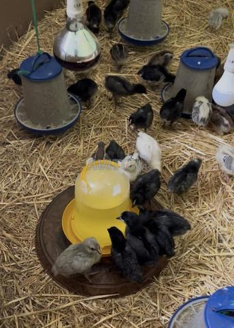 Poussins croisés de première génération issus de races pures - 2