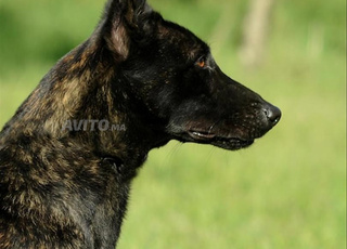 chienne berger hollandais 7 mois