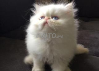 mignons chatons persan blancs