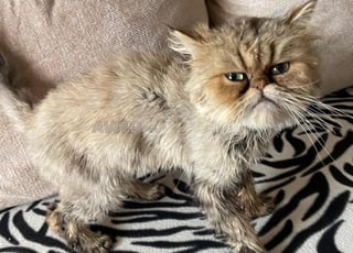 Chat persan pure race