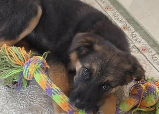 Chiot femelle à donner