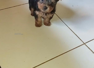 كلب يورك للبيع