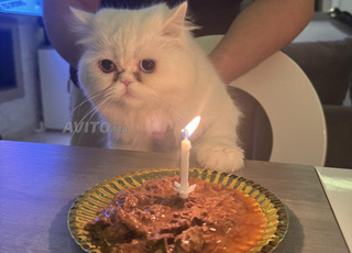 Persan blanc à adopter stérilisée