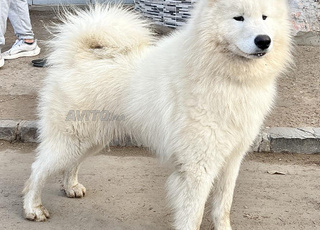 Samoyède Junior Vacciné