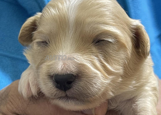 Petit chien Golden retriever chihuahua mix