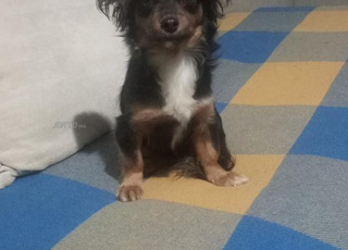 chienne Chihuahua bicolor