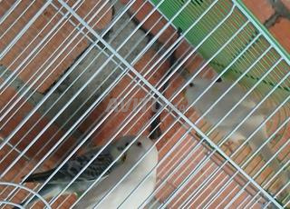 طيور البادجي