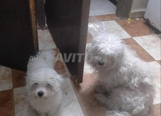 أنثى كلب أبيض 7 أشهر