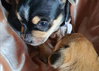 Chiots chihuahua pure race