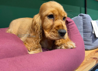 Chiots cocker spaniel