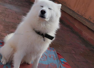 Chien Samoyède Pure Race 7 Mois